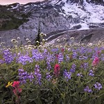 Mt Rainier wildflowers