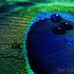 Wearing a Crown Chasing a Clown Now We Have Found Life In The Bubble Jungle