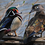 Spring Romance Interrupted