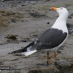 Lesser Black-backed Gull - Larus fuscus