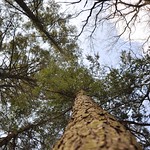 have you hugged a tree today?