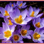 Hey, Little Blessed Baby Crocus!! Sing your Re-Birth Song for Me !!