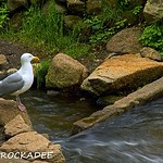 Herring Run At Stony Brook