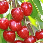 sweet cherries....