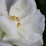 Delicatezza ... - Delicacy ...