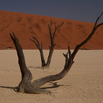 Dead Vlei