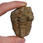 Trilobite