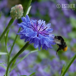 Hommel op bloem