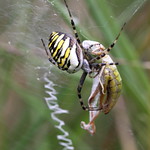 "Argiope bruennichi" - wespenspin