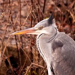 Beady Eye {Explored}