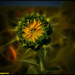 LA VESPA I EL GIRASOL