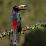 Ara&ccedil;ari-de-pesco&ccedil;o-preto / Tucancillo collarejo / Collared Aracari