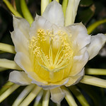Night Blooming Cereus Anna Ranch 016a