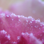 Frozen Brassica oleracea