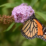 Monarchs are back!