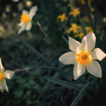 Daffodil