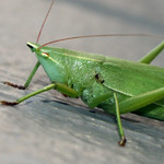 Katydid