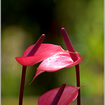 Flower garden Munnar