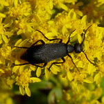 Black Blister Beetle