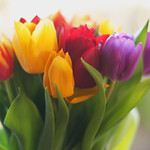 Beauty on the Kitchen Window Sill