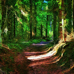 Forest path