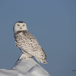 Harfang des neiges / Snowy Owl