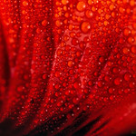 poppy petal dew