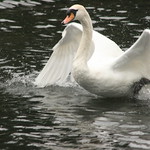 Mount Pleasant Hols 104