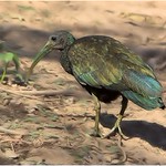 Green Ibis
