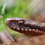 common adder baby