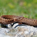common adder baby