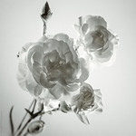 White Carnation // 28 01 14