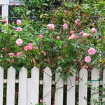 Picket Fence and Pink Roses... HFF!!!