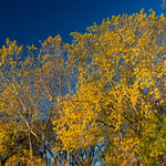 Crabtree Nature Preserve&mdash;Sony RX1