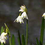 Leucojum 'Snowflake'