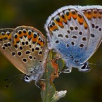 "Borboletas", Silver-studded blue (Plebejus argus) - em Liberdade [in Wild]