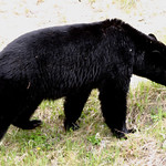Black bear