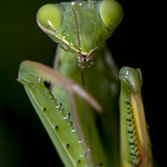 Mantide