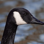 Portrait of a goose on a lake