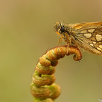 The rare Chequered Skipper. (Carterocephalus palaemon)