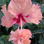 rose mallow (ชบาชมพู) 2013-08