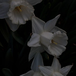 jdy099 bpl Narcissus 1wW Mount Hood epl Blo RbgbYard Elo Bgr3Egr XX20100409a8215.jpg