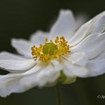 Japanese Anemone