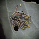 The Caterpillar Convention