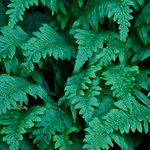 Elkhorn DSC_04482101