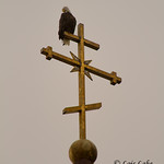 Bald Eagle pearched on Cross L13A-4472