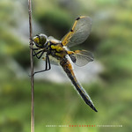 CAZADORES DEL CIELO. El fascinante mundo de las lib&eacute;lulas. // HUNTERS OF HEAVEN. The fascinating world of dragonflies. // La metamorf&oacute;sis de las lib&eacute;lulas