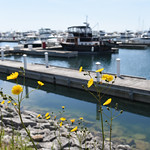 Flowers around North Point Marina