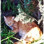 Garden cat on my road- Kerti cica &uacute;t k&ouml;zben...