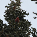 Pine Grosbeak